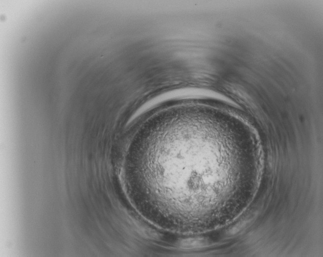 X0000073750461200608102025