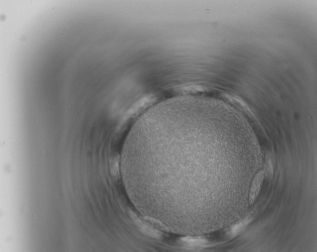 X0000073750477200608102025