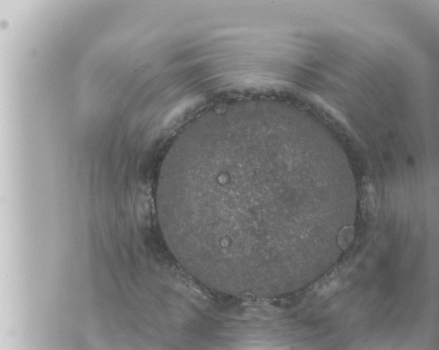 X0000073750918200608102016