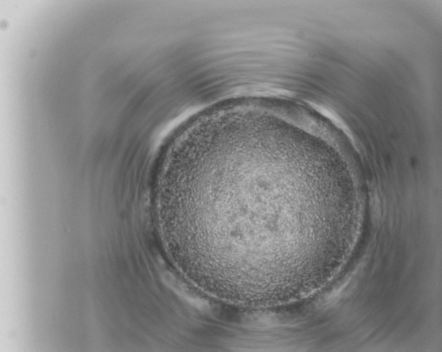 X0000073750971200608102016