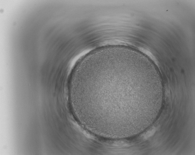 X0000073750979200608102016