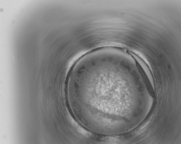 X0000073750995200608102016