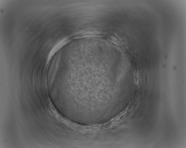 X0000073750004200608171343