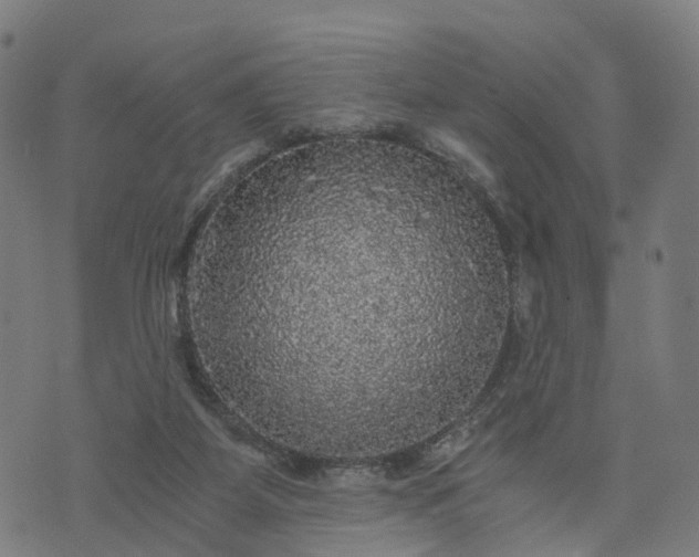 X0000073750115200608171341