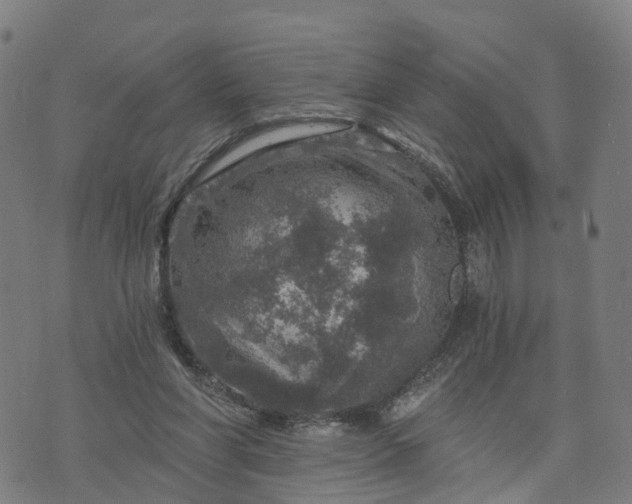 X0000073750206200608171339