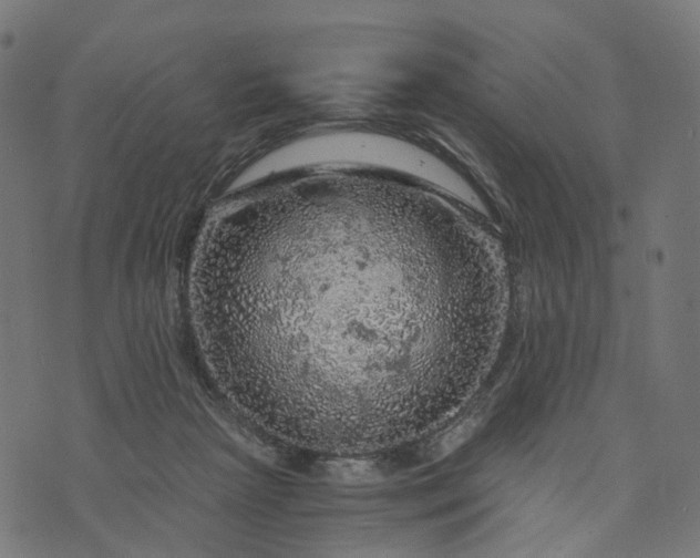 X0000073750265200608171338