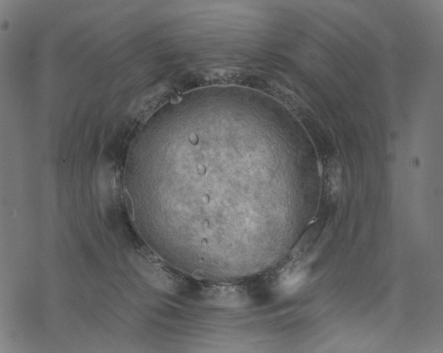 X0000073750276200608171339