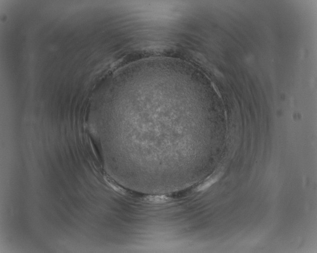 X0000073750528200608171334