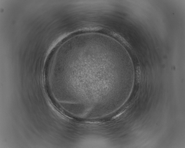 X0000073750726200608171330