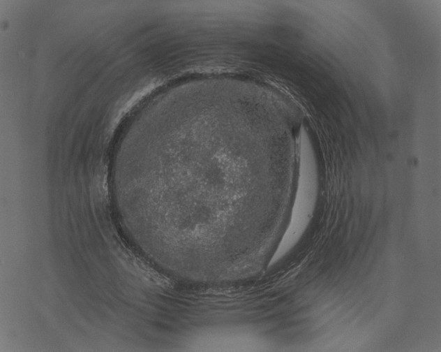 X0000073750727200608171330