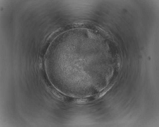 X0000073750758200608171331