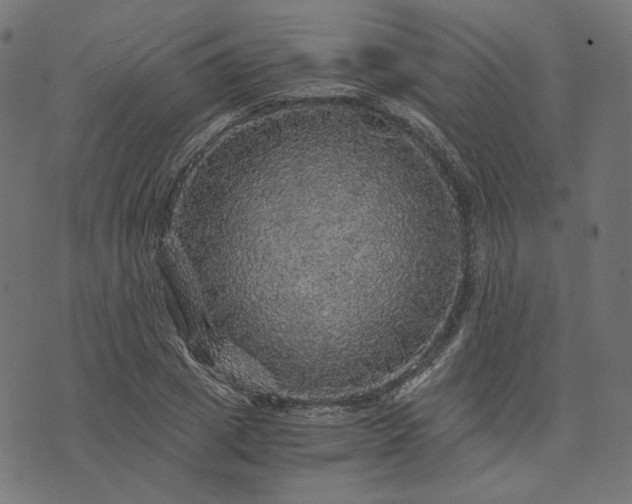 X0000073750833200608171329