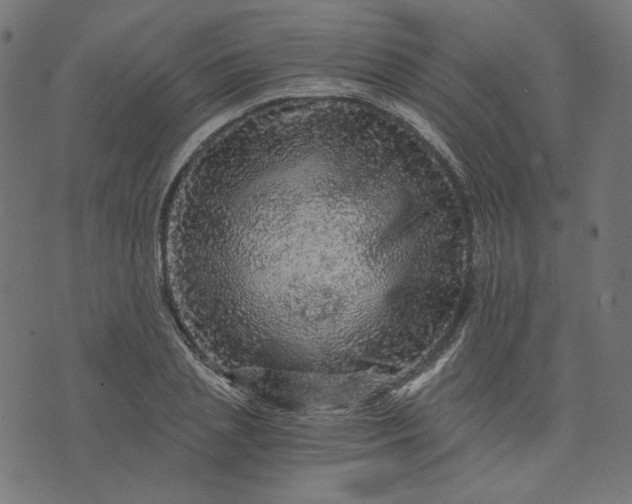 X0000073750837200608171329