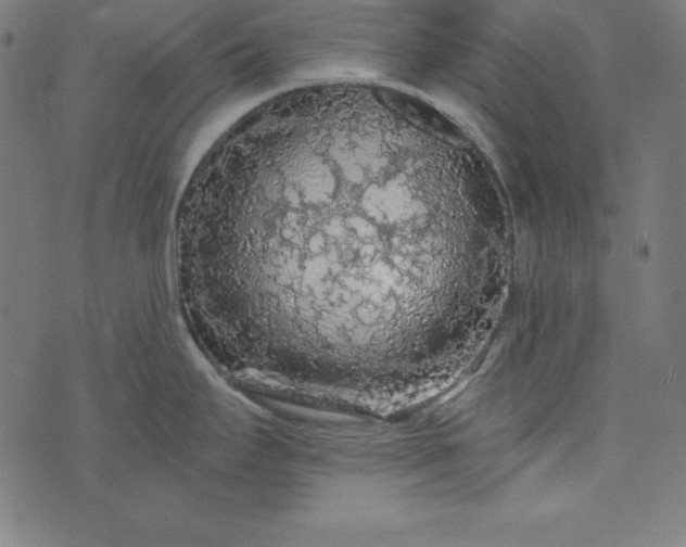 X0000073751295200608171322