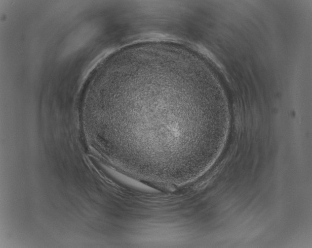 X0000073751318200608171321