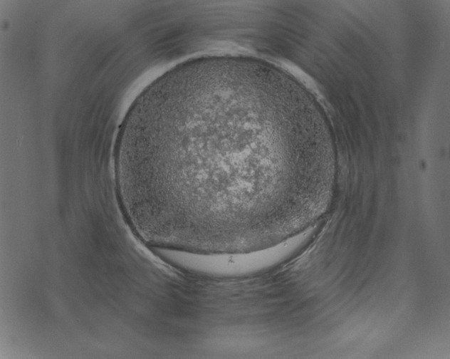 X0000073751335200608171321