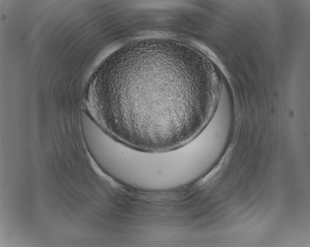 X0000073751433200608171320