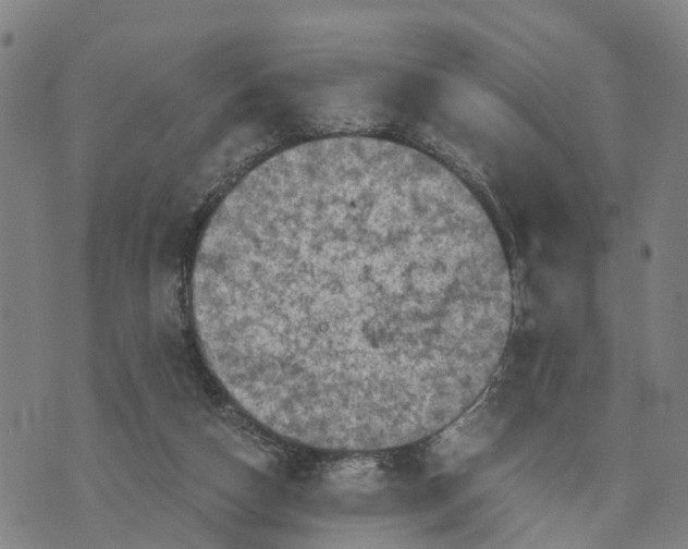 X0000073750162200608241356