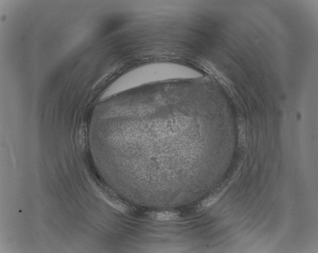 X0000073750165200608241356