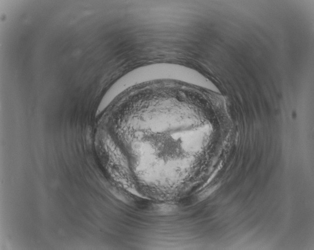 X0000073750286200608241355