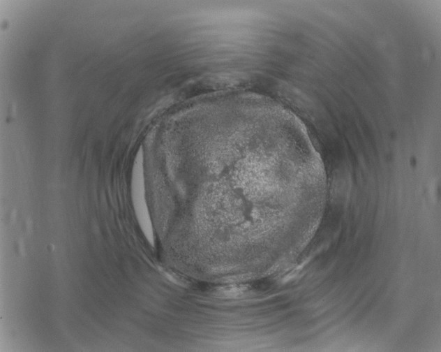 X0000073750335200608241353