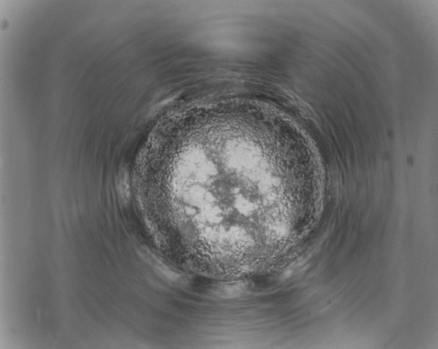 X0000073750479200608241351