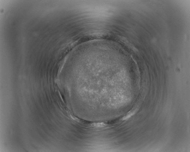 X0000073750528200608241350