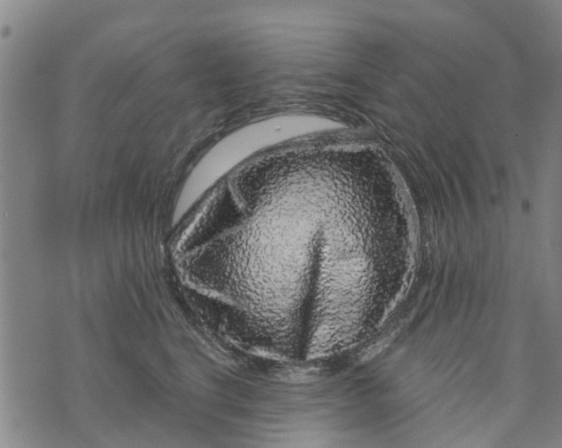 X0000073750664200608241348