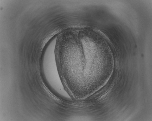 X0000073750725200608241346