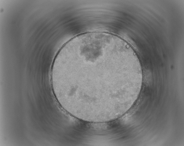 X0000073750856200608241345