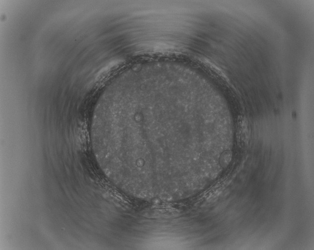 X0000073750918200608241343