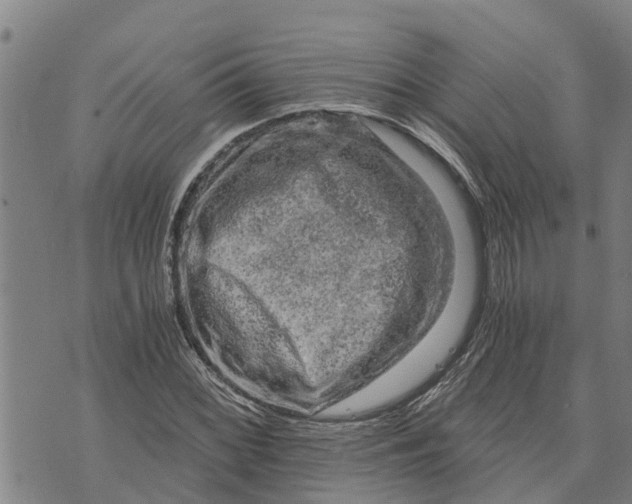 X0000073751068200608241341