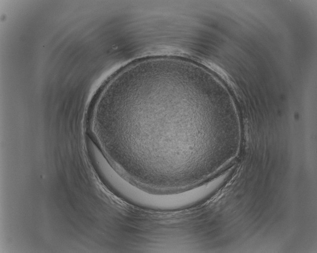 X0000073751120200608241340