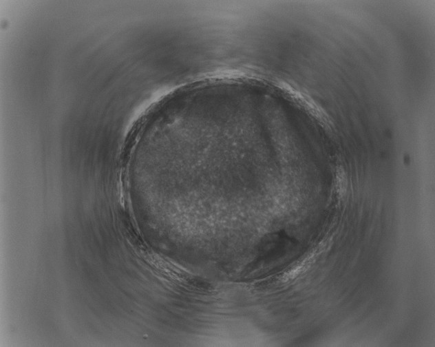 X0000073751262200608241338