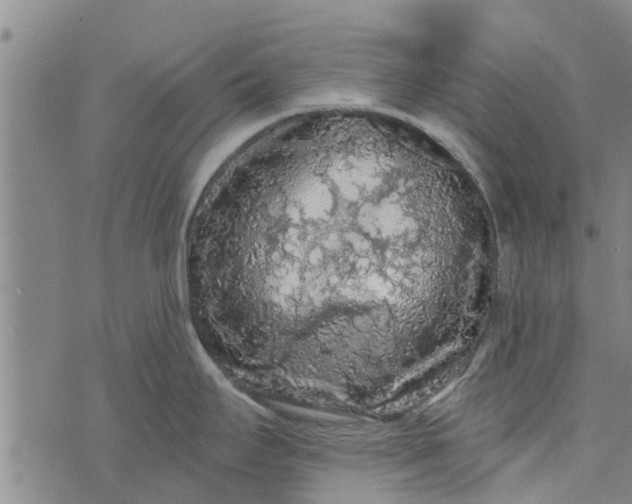 X0000073751295200608241338