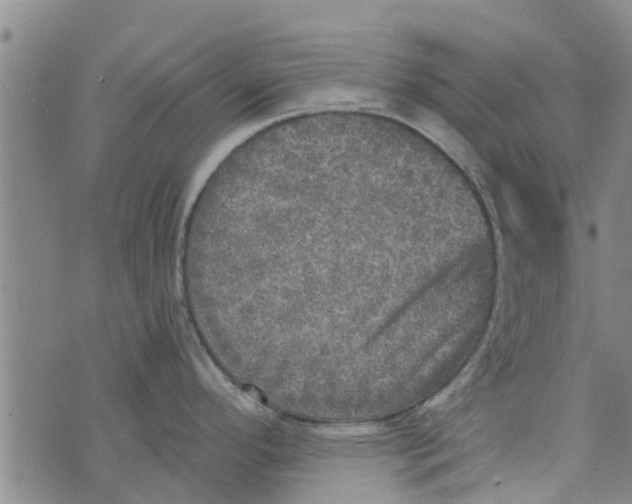 X0000073751296200608241337