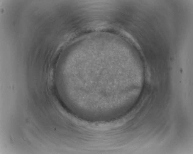 X0000073750018200608311946