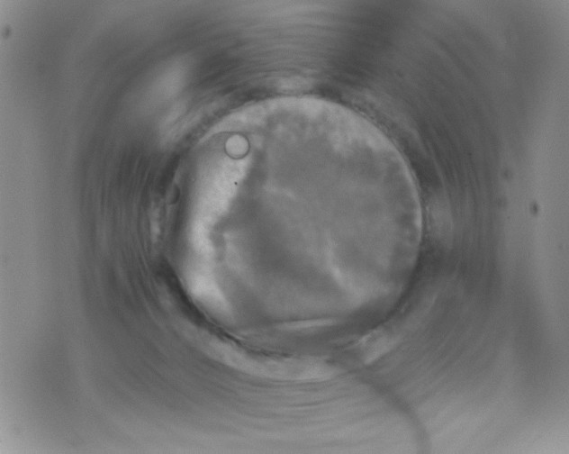 X0000073750032200608311946