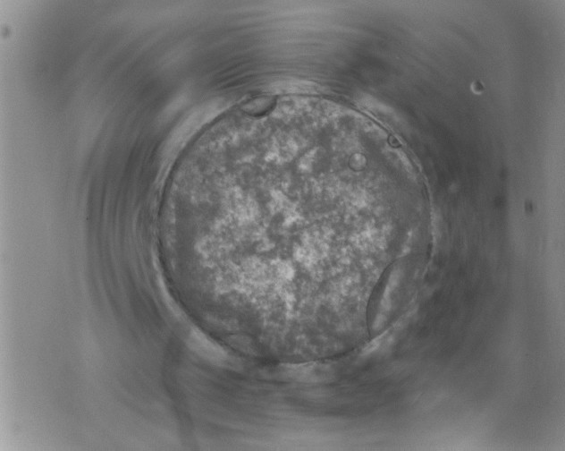 X0000073750049200608311945