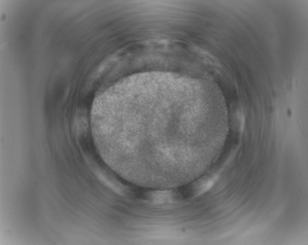 X0000073750085200608311946