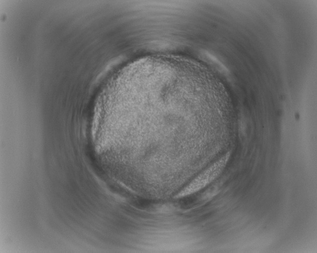 X0000073750115200608311945