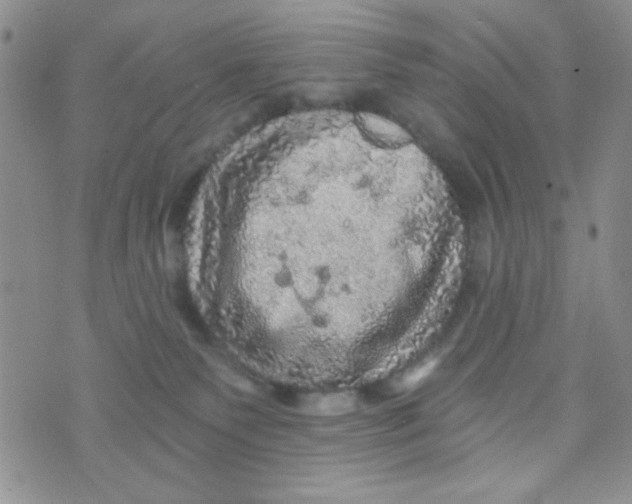 X0000073750135200608311944