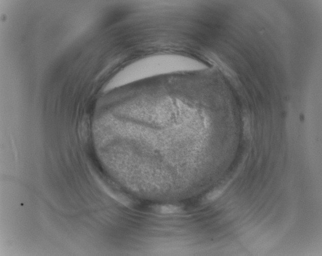 X0000073750165200608311944