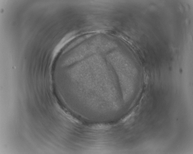 X0000073750198200608311943