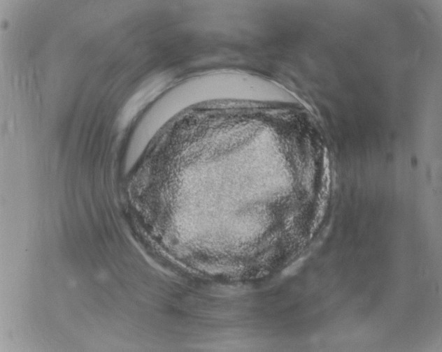 X0000073750245200608311942