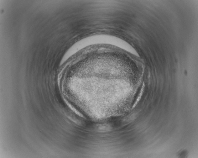 X0000073750275200608311942