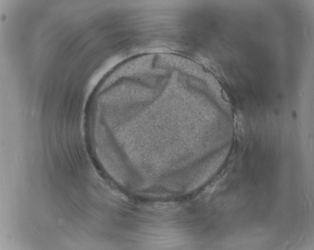 X0000073750292200608311942