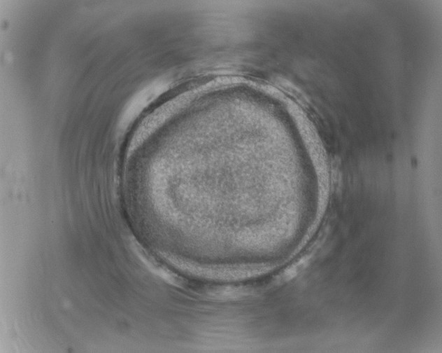 X0000073750293200608311942