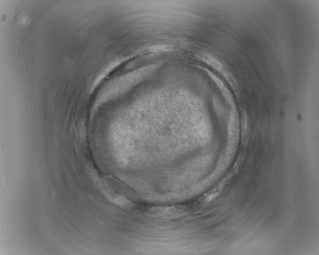 X0000073750297200608311942