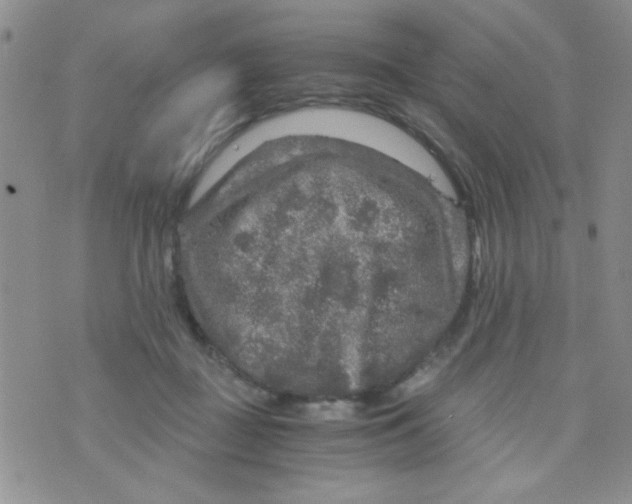 X0000073750363200608311941